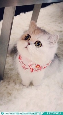 kooocioo jestem słodki ?