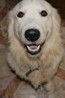 najwspanialszy pies <3