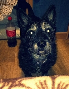 ,,Pies , którego karmisz, o...