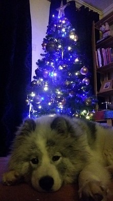 Mój Vito pilnuje choinki ❤❤❤