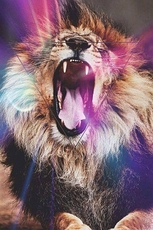 roar <3