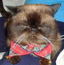 z Bazusiem życzymy Wesołych Świąt