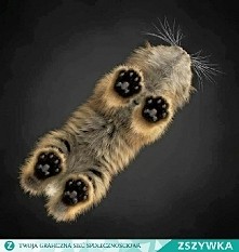 Kotek od spodu... ;)