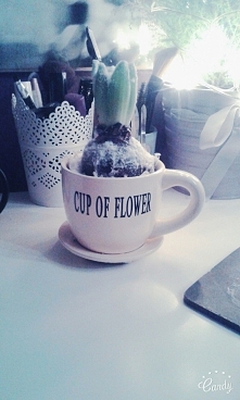 Hiacynt w filiżance z Biedronki :)