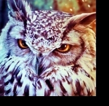 Idealny na zdjęcie profilowe. 
Bardzo wyraźne i przejrzyste, doskonale widać z daleka.
184x184 po obcięciu czarnej ramki.	（＾ω＾）
Pozdrawiam.