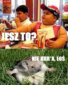 jeż :)