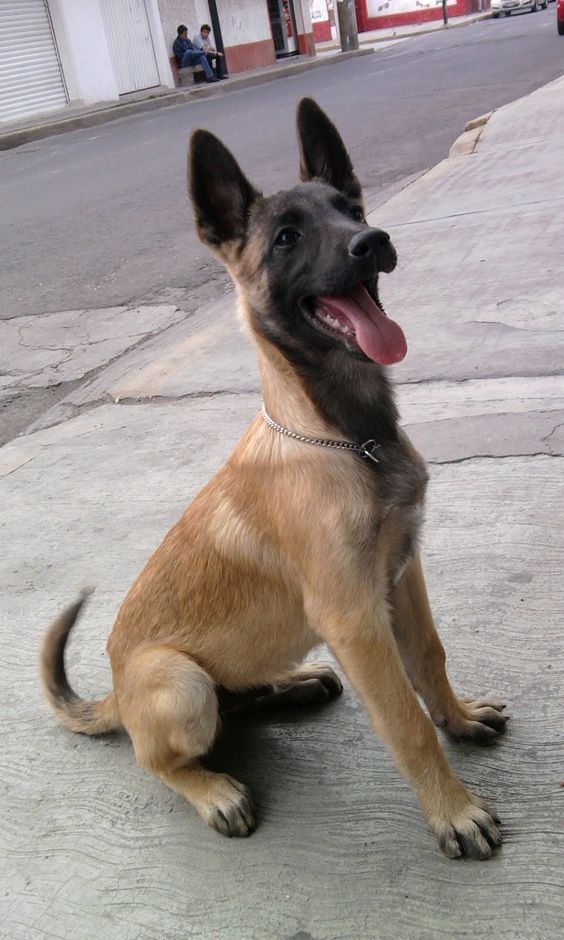 Belgian Malinois