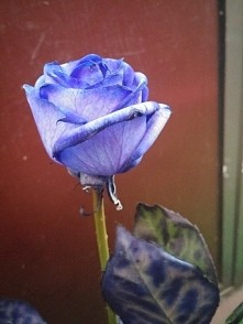 #pieknaróża #prezentwakacyjny