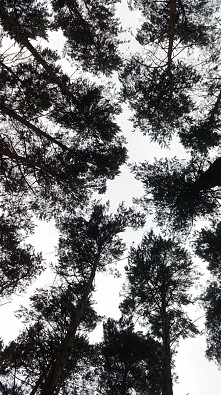 "Las i ziemia, 
ziemia...