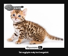 kot bengalski