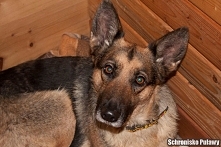 Aza cudowna sunia w wieku ok. 7 lat. Trafiła do schroniska bardzo stęskniona za właścicielem... mówił że ją odbierze...że za tydzień...za dwa... nie przyjechał :( Aza teraz czek...