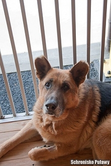 Luks to straszy piesek jest nadal radosny i uwielbia zabawy. Nasz kochany Luks znalazł dom... Ale do schroniska wrócił po tygodniu ,,BO NIE SZCZEKA,,Pomóżmy znaleść Luksowi nowy...