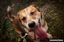 Silla... Ohh ta Silla jest taka cudowna, radosna, przyjazna, kochająca spacery, człowieka i inne psy. Jest wyjątkowa i nadal czeka :(