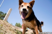 Lisek to straszy wesoły piesek. Uwielbia smakołyki i spacerki. Niestety słabo widzi ale nic to nie zmienia! Lisek zasługuje na dom jak każdy!