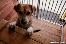 To Maja :) Maja idealnie chodzi na syczy. Kocha spacerki i człowieka no i smakołyki też lubi :) Ma około 7 lat. Do schroniska trafiła po śmierci właściciela. Na domek już troszk...