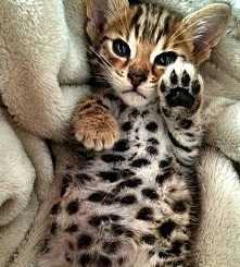 bengal