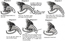 The proper care and nail trimming method for RABBITS