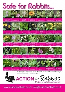 what can be safely fed to rabbits