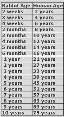 Bunny ages in human years