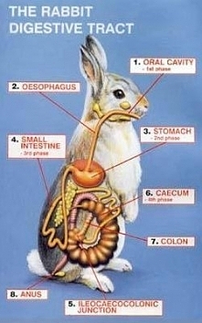 Interesting....bunnies are ...