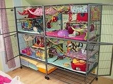 Designed for Guinea Pigs, but since she used 2 Ferret Nation double decker pens, should easily be easily done for two ferrets!!!