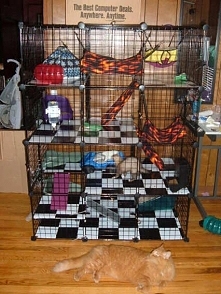 Diy ferret cage! Wow! What an awesome idea!! I need to do this! It will save so much space :)