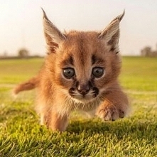 Baby caracal