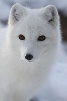 Arctic Fox