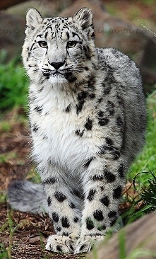 Snow Leopard...beautiful creature