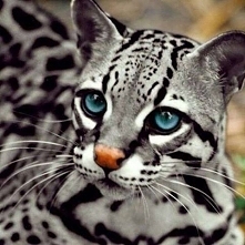 Beautiful Eyes ocelot cats are tooooo pretty!