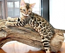 bengal cat ♥ - Would like to have-