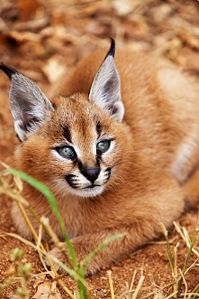 Caracal kitten