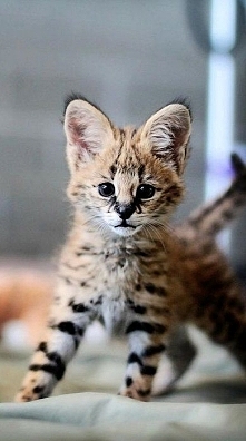 Servals Are Awesome Creatures. I have an F-2 Savannah ... who is 2nd generation from an African Serval. His grandfather is a Serval!!!! Or shall I say ... WAS may he RIP.