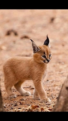 Caracal , also known as the desert lynx, is a wild cat that is widely distributed across Africa, central Asia and southwest Asia into India.