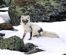 Marble fox