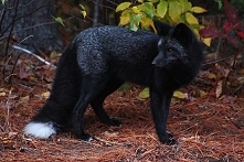 saw my first ever black fox in the wild yesterday and I am utterly fascinated by this magical creature.