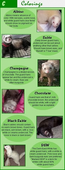 Ferret colors