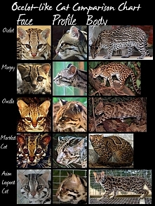 Wild cats species comparison chart