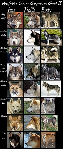 Wolf-like Dogs Chart 2-Huge by HDevers