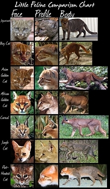 wild cats species comparison chart (Small Cats) by *HDevers on deviantART
