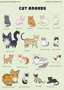 Cat breed poster