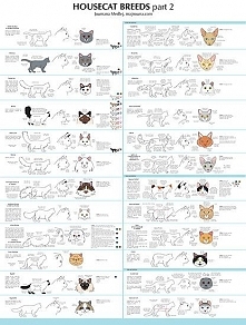 Housecat Breeds part 2 by Joumana Medlej