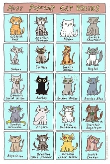 The Most Popular Cat Breeds