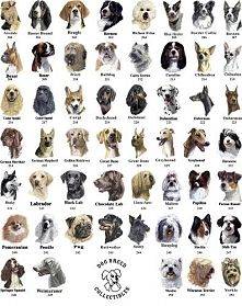 Dog breeds