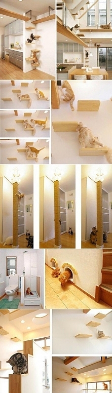 {cat House} A Cat's Wildest Dreams Come True.