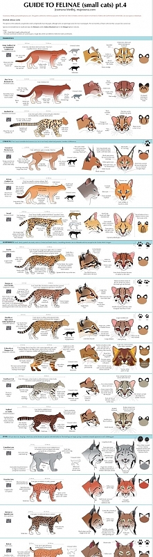Cats