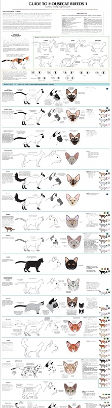 Guide to Housecat Breeds 1 by `majnouna on deviantART