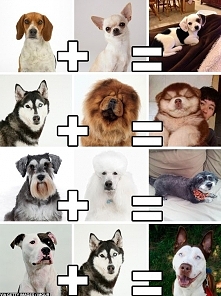 mutts are always the cutest