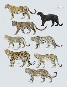 Leopards- Great to see the sub species of the Leopard!