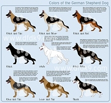 Colors of the German Shepherd dog.